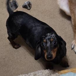 Daisy Mae - Dachshund