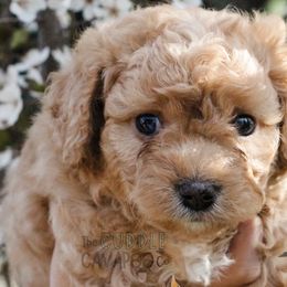 Cavapoo Puppies from The Cuddle Cavapoo Co.