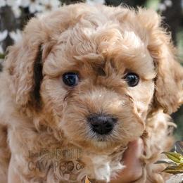 Cavapoo Puppies from The Cuddle Cavapoo Co.