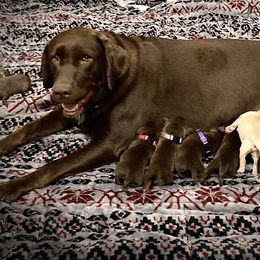 Dachshund and Labrador Retriever Puppies from Honeydew Ranch