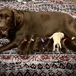 Dachshund and Labrador Retriever Puppies from Honeydew Ranch