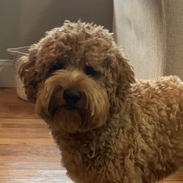 Winston - Goldendoodle