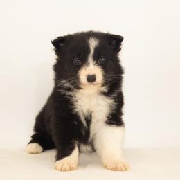 Peppermint - Black tri-color female Australian Shepherd puppy in Placerville, California from BFF Aussies