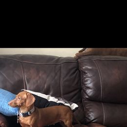 Harley quin - Dachshund