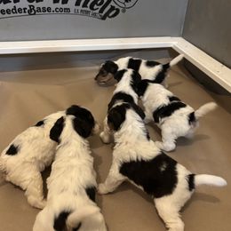 Wire Fox Terrier puppies from Alisteen Wires