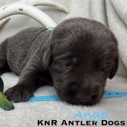 Angel - Charcoal female Dilute Retriever puppy in Grants Pass, Oregon from KnR Antler Dogs