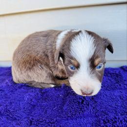 Clifford - Black tri-color male Australian Shepherd puppy in Charlotte, North Carolina from Awesome Aussies