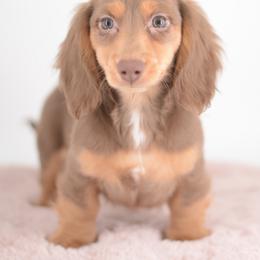 Hershey - FULL AKC Choc - Chocolate and tan male Dachshund puppy in Neosho, Missouri from A Walk In The Park