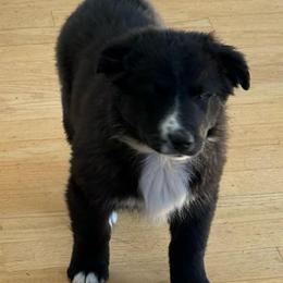 Larkspur - Black & white female Australian Shepherd puppy in Ellensburg, Washington from Creekside Aussies