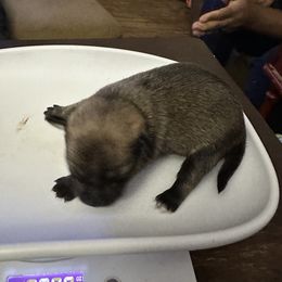 Chihuahua and Poodle Puppies from Garrett’s Chihuahuas and Poodles
