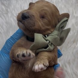 Snickerdoodle - Red  female Goldendoodle puppy in Richmond, Texas from Harper’s Heartbeats