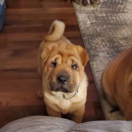 Rory - Red fawn male Chinese Shar-Pei puppy in Ste. Marie, Illinois from JoShel’s Silver Lined Wrinkles and Tails