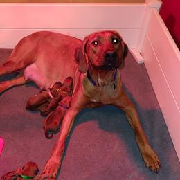 Rhodesian Ridgeback Puppies from Bold Move Rhodesian Ridgebacks