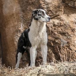 Bowser - Central Asian Shepherd Dog