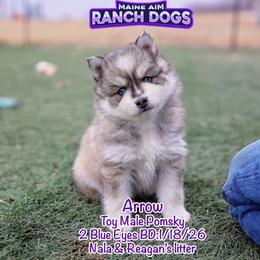 Arrow - Wolf sable male Pomsky puppy in Humeston, Iowa from M.A.R. Dogs