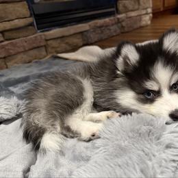 Simon - Black and white male Pomsky puppy in Scandinavia, Wisconsin from Bonnie’s Little Fluffys