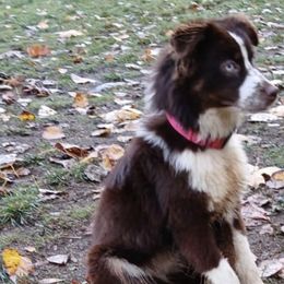Miniature American Shepherds and Miniature Australian Shepherds from American Spirit MAS