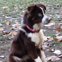 Miniature American Shepherds and Miniature Australian Shepherds from American Spirit MAS