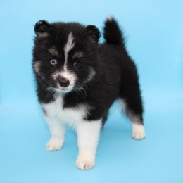 Pomsky Puppies from Florida Pomskies