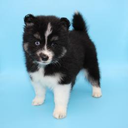 Pomsky Puppies from Florida Pomskies