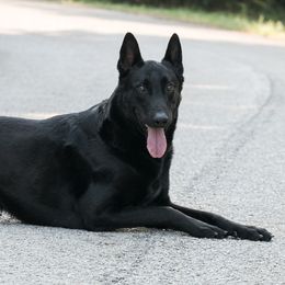Alex - Belgian Malinois