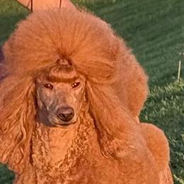 Versailles - Poodle