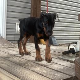Doberman Pinscher Puppies from Pamela Nachel