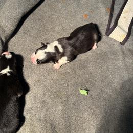 V-5 left tail on - Black and tan male Pembroke Welsh Corgi puppy in Sanford, Michigan from Tambali Pembroke Welsh Corgis
