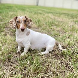 Coral - Dachshund
