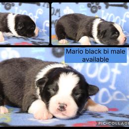 Mario - Black & white male Australian Shepherd puppy in Squaw Valley, California from A&M Australian Shepherds