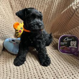 Orange collared Boy - Black male Miniature Schnauzer puppy in San Diego, California from KMS-Miniature Schnauzers