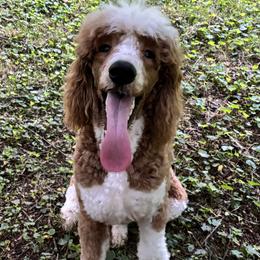 Boo - Bernedoodle