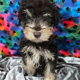 Twix - Liver male Miniature Schnauzer puppy in Neosho, Missouri from Cooley's Cuddle Pups