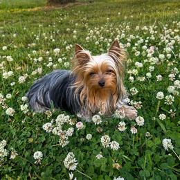 Lilly - Yorkshire Terrier