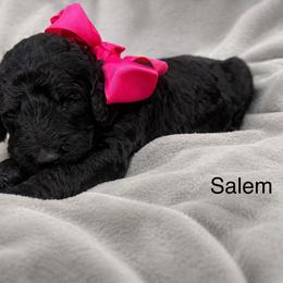 Salem - Black female Poodle puppy in Flora, Illinois from Hanging Rock Poodles