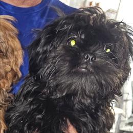 Ice - Black male Shih Tzu puppy in Middleburg, Florida from Furby Shih Tzu Family & Friends
