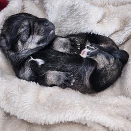 Girl1 - Salt and pepper female Miniature Schnauzer puppy in Las Vegas, Nevada from Knock & Bark Miniature Schnauzer
