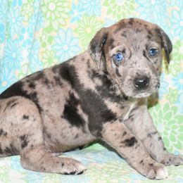 Bud - Blue merle male Catahoula Leopard Dog puppy in Potsdam, New York from Spot On Catahoula Leopard Dogs