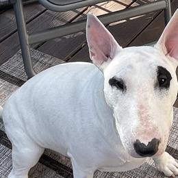 Bull Terriers from Empire Bull Terriers