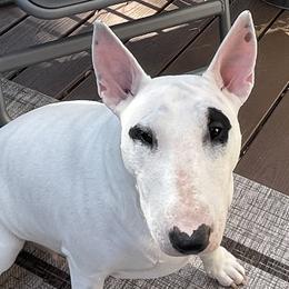 Bull Terriers from Empire Bull Terriers