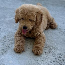 Brian-Red collar - Red  male Goldendoodle puppy in Daytona Beach, Florida from Lindy’s Doodles