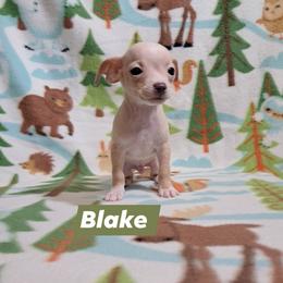 Blake - Cream male Chihuahua puppy in Branford, Florida from Mbjs Doxies and chihuahuas