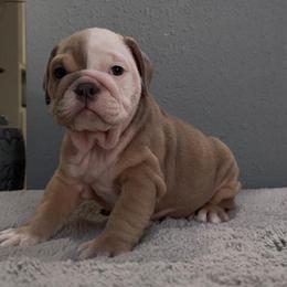 Samson - Fawn and white male Bulldog puppy in Cumming, Georgia from Happy Place Kennels