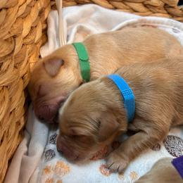 Light Blue - Golden male Golden Retriever puppy in Bonanza, Oregon from Gold 'N Dust Ranch