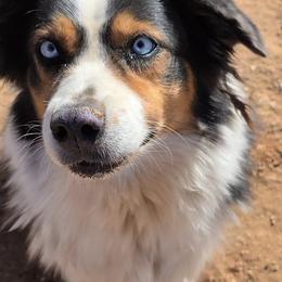 Echo - Miniature Australian Shepherd