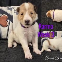 Karma - Sable merle and white female Collie puppy in Kingsport, Tennessee from Sweet Southern Collies