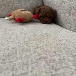 Poodle Puppies from Pups and Paws Toy Poodles