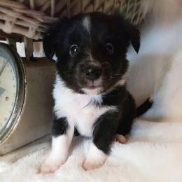 French Bulldog and Shetland Sheepdog Puppies from Ioney's Southern Paws Shelties and Frenchies