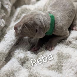 Reba - Gray female Weimaraner puppy in Evart, Michigan from Drehbar Weimaraners