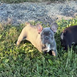 Jackie - Blue female French Bulldog puppy in Holton, Indiana from MoonShine Babies / OZ